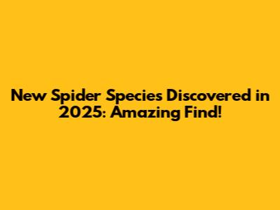New Spider Species Discovered in 2025: Amazing Find!